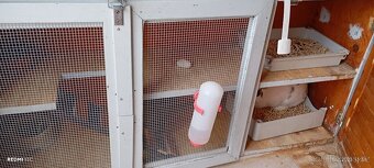 2 zakrslí králíčci s klecí - 5