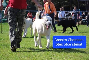 SAO-Středoasijský pastevecký pes-štěňata - 5