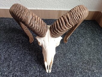 Muflon trofej (rohy; toulce) 58 cm - 5
