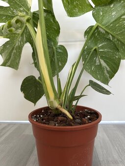 Monstera Thai - 5