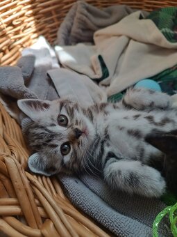 Britská koťata Whiskas - 5
