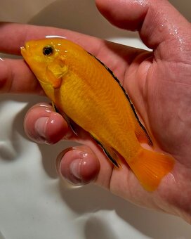 Největší výběr Afrických cichlid na jihu Čech - 5