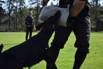 Dobrman - kvalitní štěňata s PP - 5