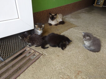 NABÍZÍM KŘÍŽENOU MODROU KOČIČKU (MAINSKÁ x SIBIŘSKÁ) - 5