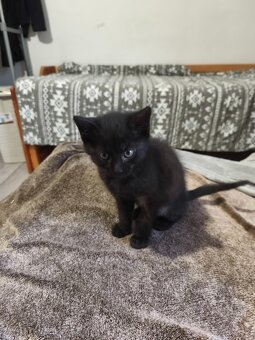 DARUJI kotě / koťata (3) do dobrých rukou. Info v popisku. - 5