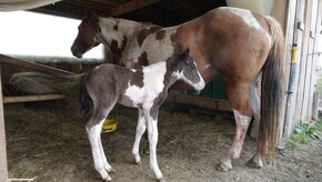 Připouštění plemenným hřebcem APH - 7-panel N/N - 5