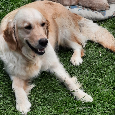 Zlatý retrívr - štěně - 5
