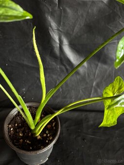 Syngonium Mojito - 5