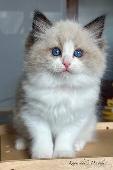 Ragdoll koťátka - 5