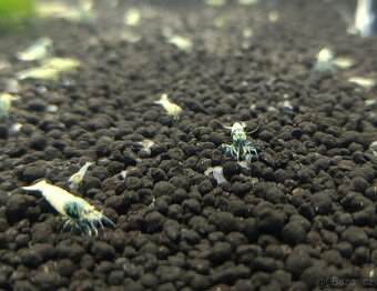 Caridina - Blue bolt - 5