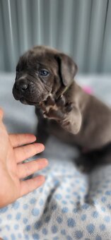 Cane Corso štěňata 🐾 - 5