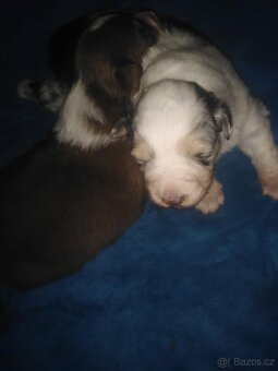 australsky ovcak - 5