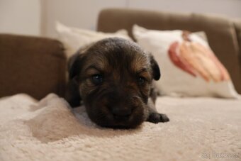 Nabízíme krásná štěňata - 5