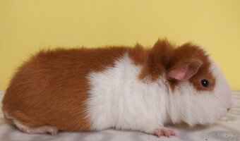 Morčata s PP- samci - 5