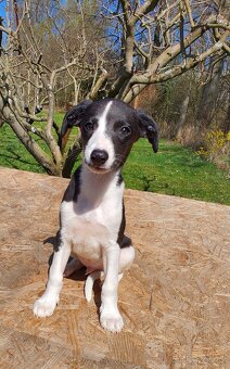 Whippet,Vipet s PP - 5
