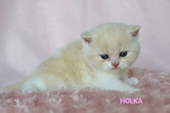 Koťátka k rezervaci s PP - 5