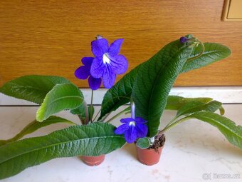 Modrofialová tořivka - Streptocarpus - rostlina - 5