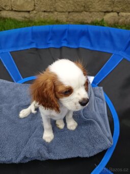 Kavalír King Charles Španěl - chlapeček. - 5