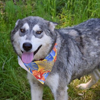 ALEKSIA K ADOPCI - 1 ROK, UČENLIVÁ, AKTIVNÍ, KAMARÁDSKÁ - 5