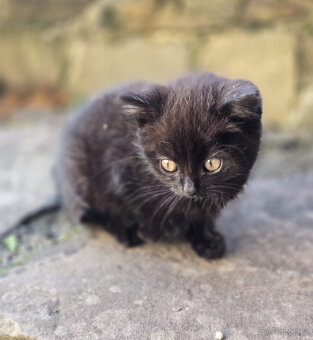 2 krásné holčičky od toulavé kočičky - 5