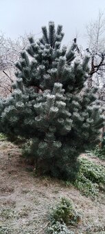 Vánoční stromeček, stromek, strom, borovice, borovička - 5