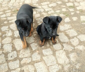 Kříženec německý ovčák - 5