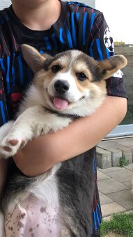 Predam welsh corgi pemproke psík s PP - 5