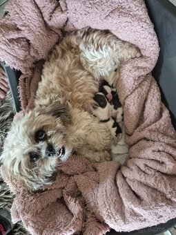 Štěně Shih-tzu - 5