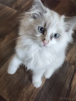 Ragdoll bez PP chlapeček - 5