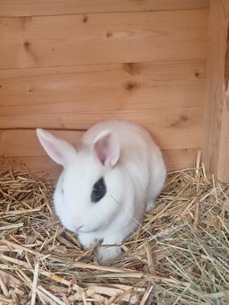 Zakrslý Hototský bílý s rodokmenem ČSCH - 3 úžasní kluci - 5