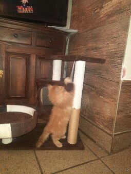 Sibiřská kočka, Něvská maškaráda - 5