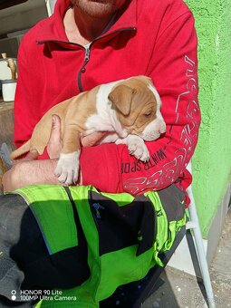 Americký stafordšírský teriér - 5