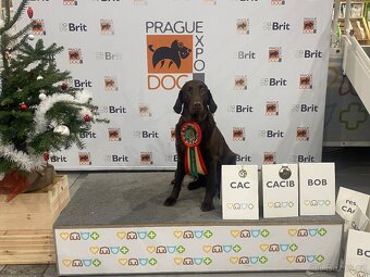Flat coated retriever - 5