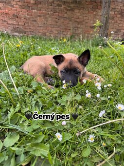 Belgický ovčák Malinois s PP - 5