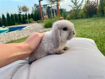 MINILOP zakrslý beránek- sameček a 2 samičky - 5