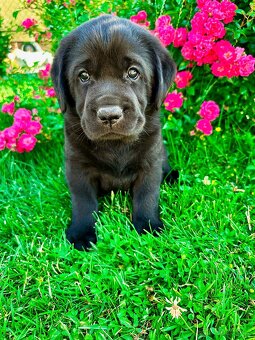 Labradorský Retriever s PP - 5