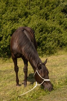Quarter horse hřebec - 5