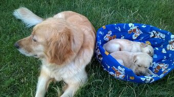 Zlatý retriever štěňata - 5