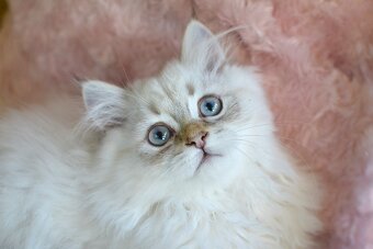 Krásný kocourek s PP ihned k odběru - 5