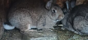 Králíky samce i samice - 5