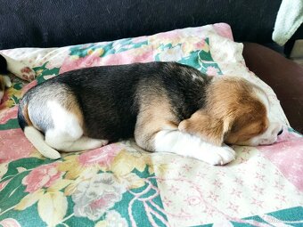 Beagle (Bígl) štěně - 5