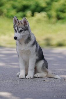 Sibiřský husky štěňata s PP - 5