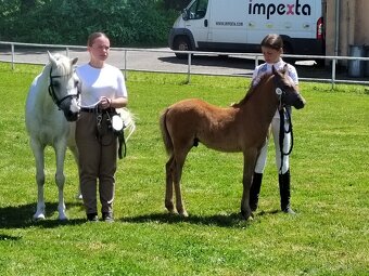 Roční hřebeček Welsh pony, sekce B k prodeji - 5