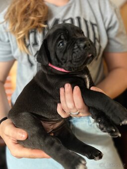 Cane corso s PP - 5