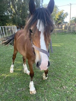 Na jaře dvouletý valach Welsh Cob - 5