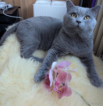 Britská koťata - 5