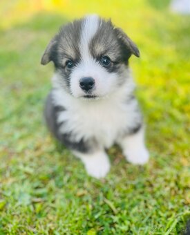 Welsh corgi pembroke s PP (FCI) - 5