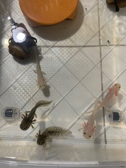 Axolotl - 5