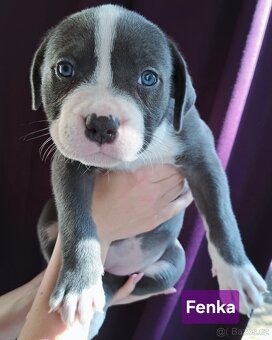 American Bully XL ŠTĚŇATA K ODBĚRU - 5
