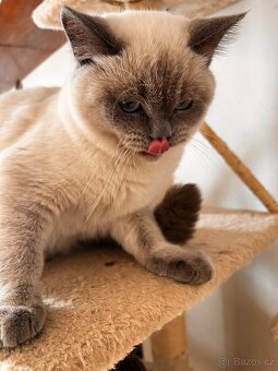 Skotská koťáta - 5